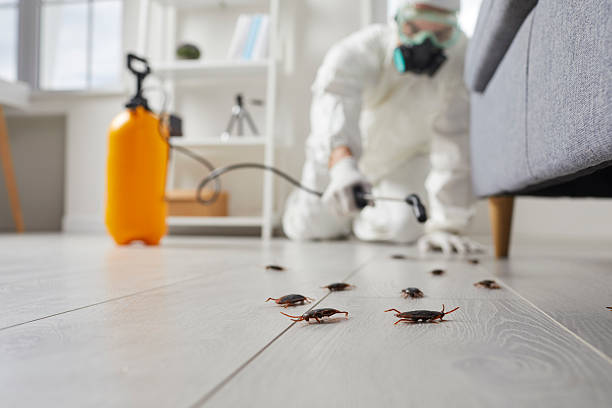 Commercial Kitchen Cockroach Control in Meadowbrook